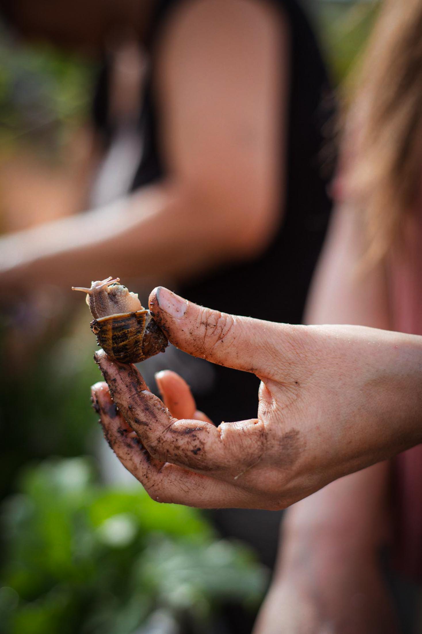 Schmutzige Hände halten kleine Schnecke