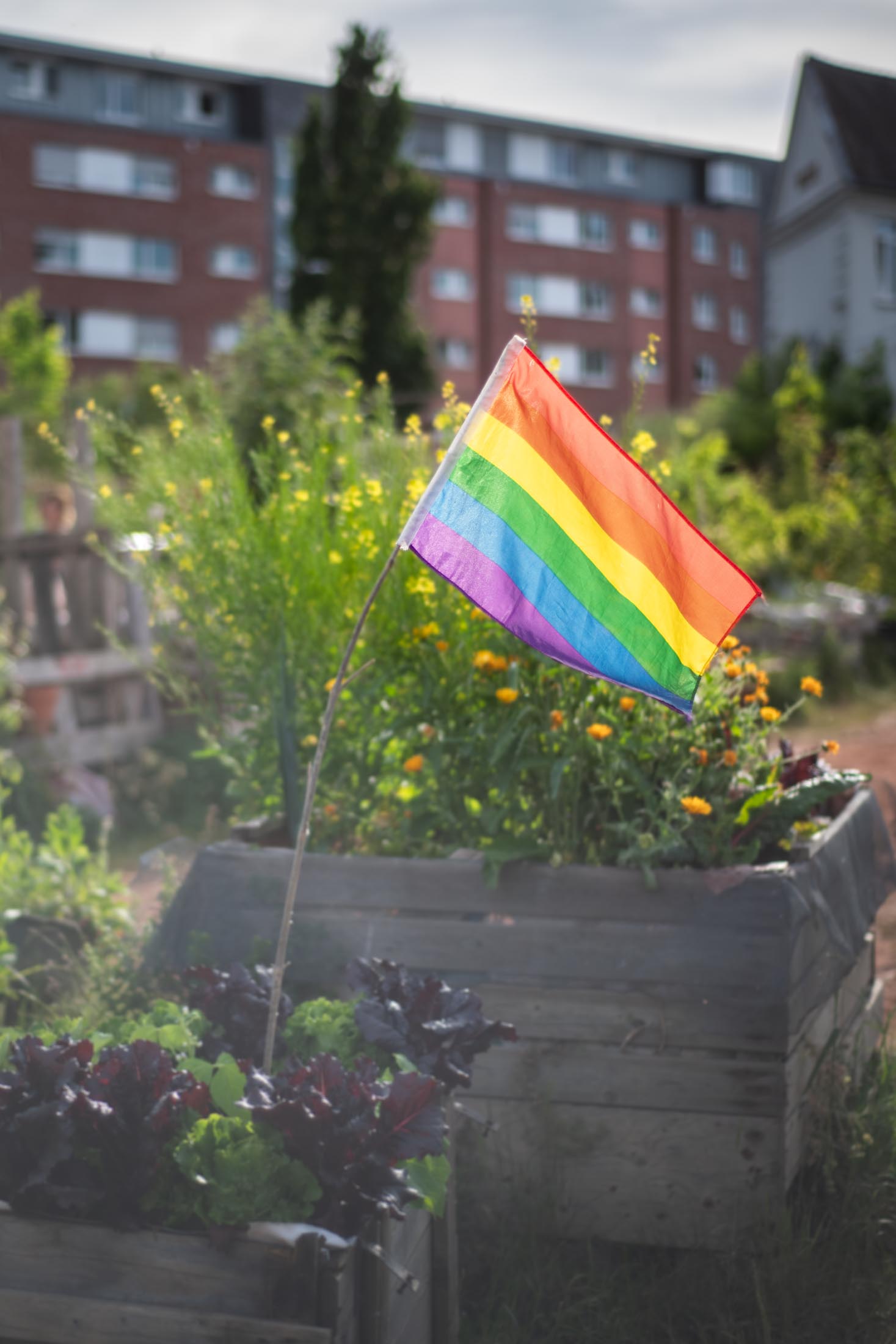 Hochbeet im Stadtgarten mit wehender Regenbogenflagge