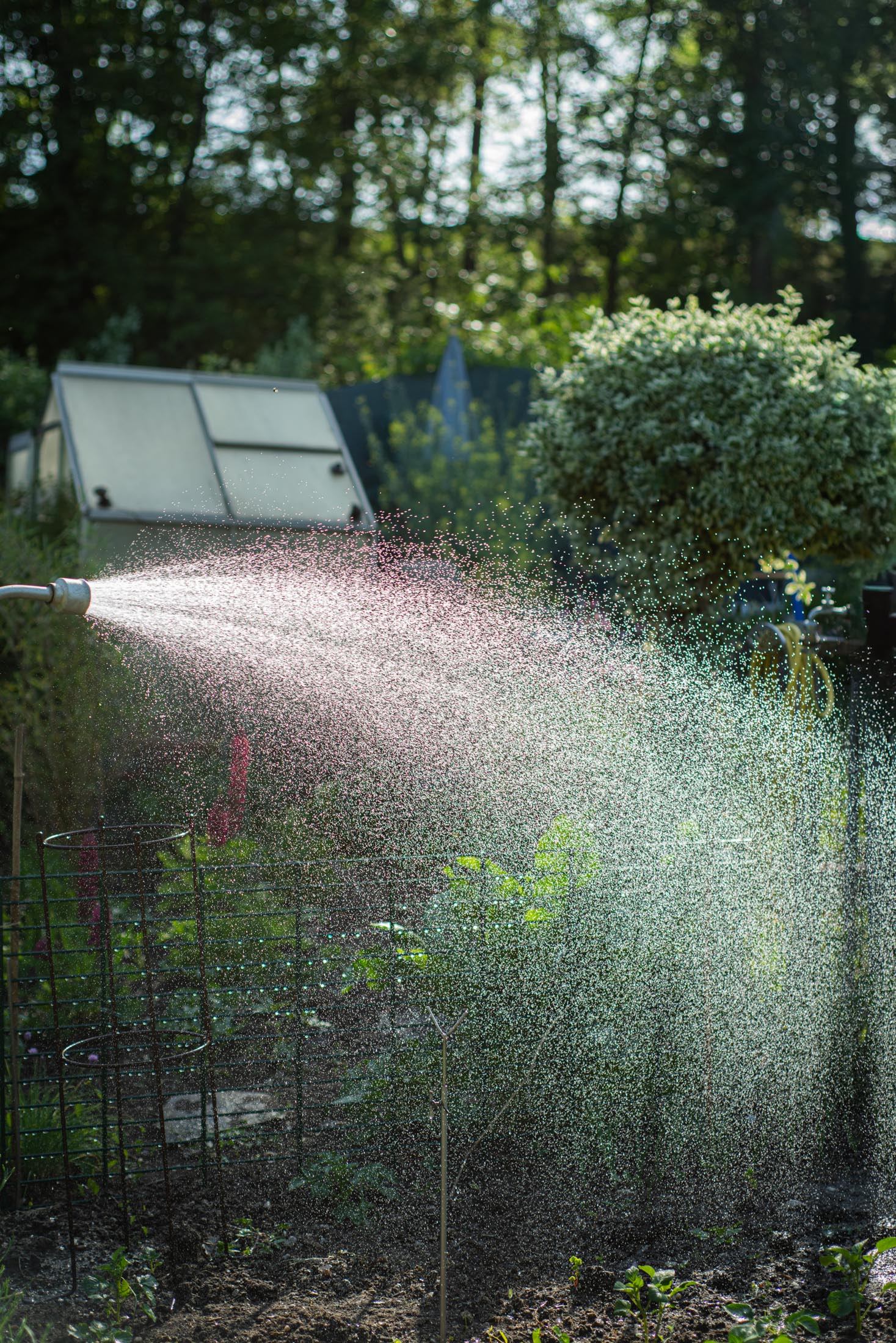 Garten wird mit Wasserschlauch bewässert, feiner Sprühnebel im Gegenlicht